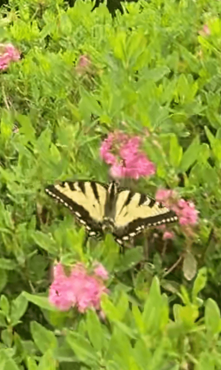 Rewilding Research Ideas For Those Who Like the Lichen